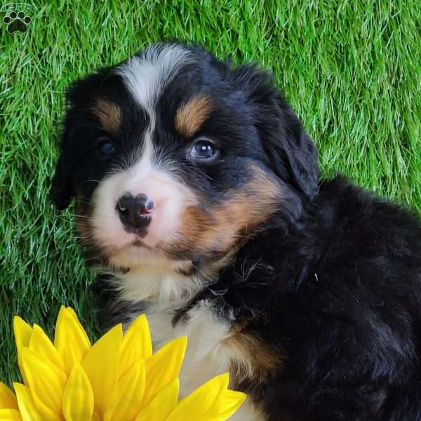 FEBRUARY, Bernese Mountain Dog Puppy