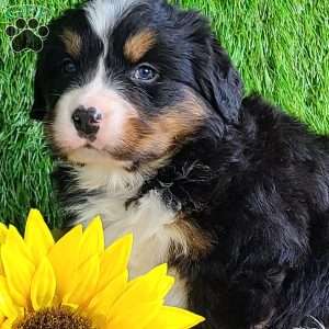 FEBRUARY, Bernese Mountain Dog Puppy