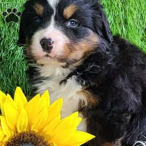 FEBRUARY, Bernese Mountain Dog Puppy