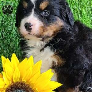 FEBRUARY, Bernese Mountain Dog Puppy