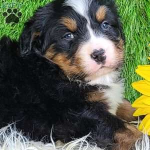 FEBRUARY, Bernese Mountain Dog Puppy