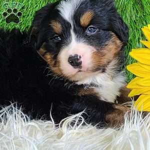 FEBRUARY, Bernese Mountain Dog Puppy