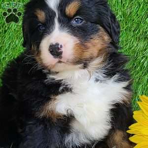 FEBRUARY, Bernese Mountain Dog Puppy