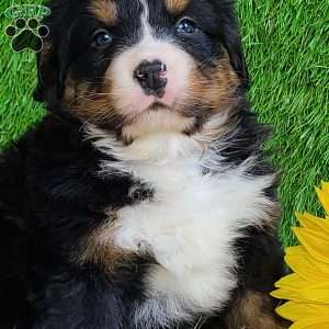 FEBRUARY, Bernese Mountain Dog Puppy