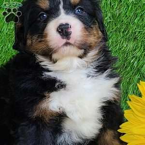 FEBRUARY, Bernese Mountain Dog Puppy