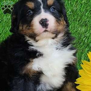 FEBRUARY, Bernese Mountain Dog Puppy