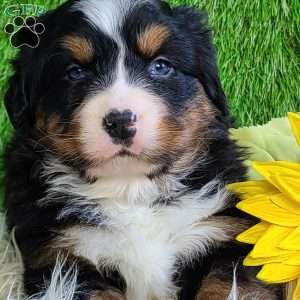 FEBRUARY, Bernese Mountain Dog Puppy
