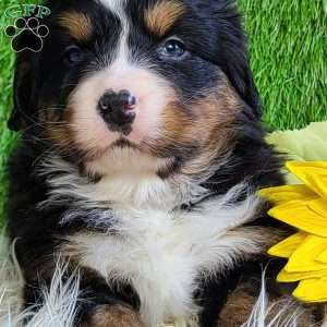 FEBRUARY, Bernese Mountain Dog Puppy