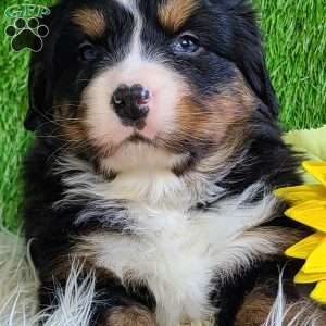 FEBRUARY, Bernese Mountain Dog Puppy