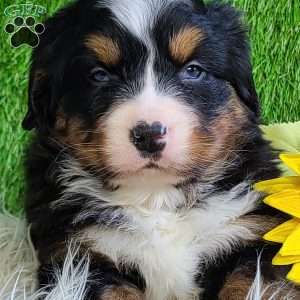 FEBRUARY, Bernese Mountain Dog Puppy