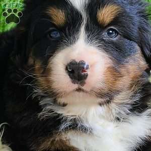 FEBRUARY, Bernese Mountain Dog Puppy
