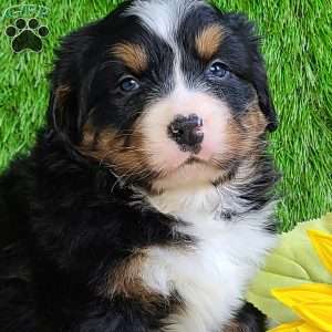 FEBRUARY, Bernese Mountain Dog Puppy