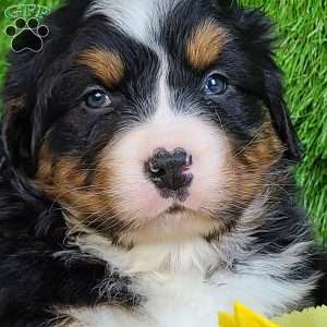 FEBRUARY, Bernese Mountain Dog Puppy