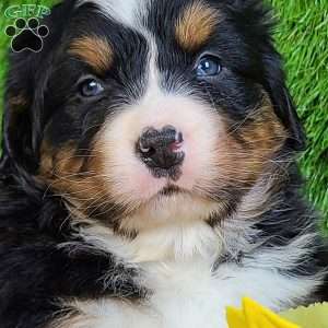 FEBRUARY, Bernese Mountain Dog Puppy