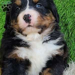 FEBRUARY, Bernese Mountain Dog Puppy