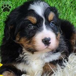 FEBRUARY, Bernese Mountain Dog Puppy