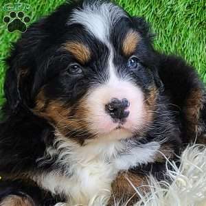 FEBRUARY, Bernese Mountain Dog Puppy