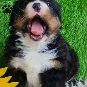 FEBRUARY, Bernese Mountain Dog Puppy