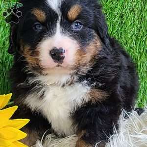 FEBRUARY, Bernese Mountain Dog Puppy