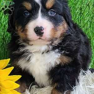 FEBRUARY, Bernese Mountain Dog Puppy