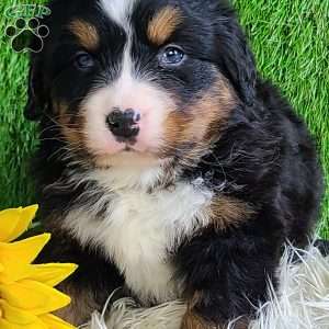 FEBRUARY, Bernese Mountain Dog Puppy