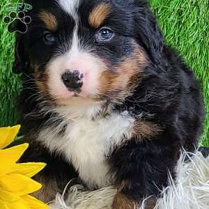 FEBRUARY, Bernese Mountain Dog Puppy
