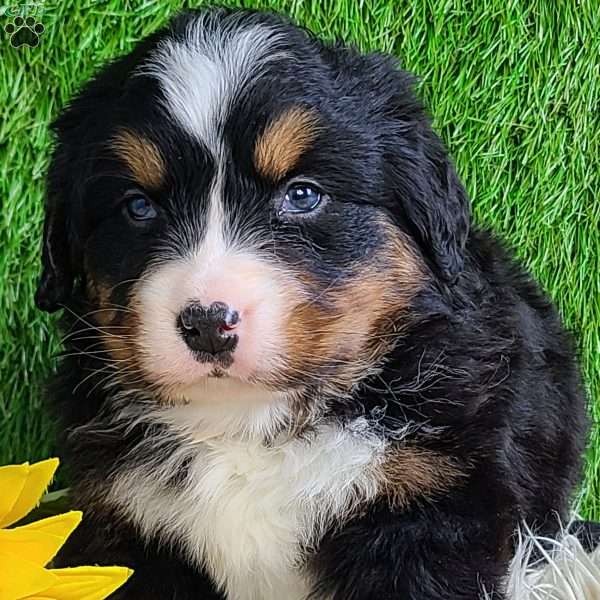 FEBRUARY, Bernese Mountain Dog Puppy