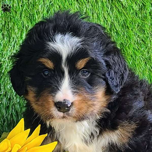 ROJA, Bernese Mountain Dog Puppy