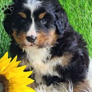 ROJA, Bernese Mountain Dog Puppy