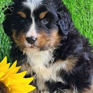 ROJA, Bernese Mountain Dog Puppy