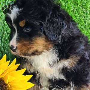 ROJA, Bernese Mountain Dog Puppy