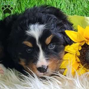 ROJA, Bernese Mountain Dog Puppy