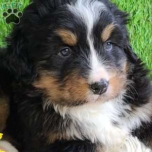 ROJA, Bernese Mountain Dog Puppy