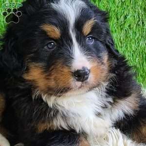 ROJA, Bernese Mountain Dog Puppy