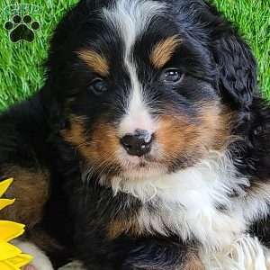 ROJA, Bernese Mountain Dog Puppy