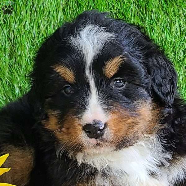 ROJA, Bernese Mountain Dog Puppy
