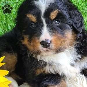 ROJA, Bernese Mountain Dog Puppy