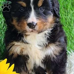 ROJA, Bernese Mountain Dog Puppy