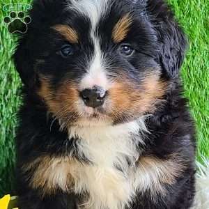ROJA, Bernese Mountain Dog Puppy