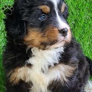 ROJA, Bernese Mountain Dog Puppy