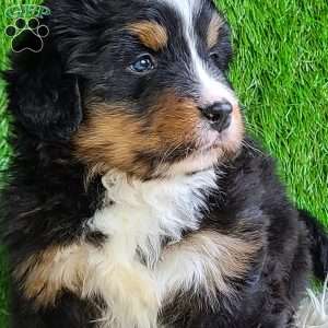 ROJA, Bernese Mountain Dog Puppy