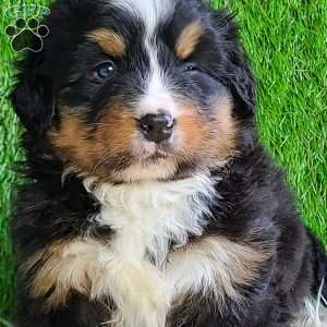 ROJA, Bernese Mountain Dog Puppy