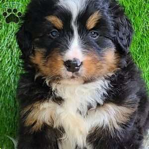 ROJA, Bernese Mountain Dog Puppy