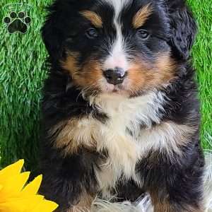 ROJA, Bernese Mountain Dog Puppy