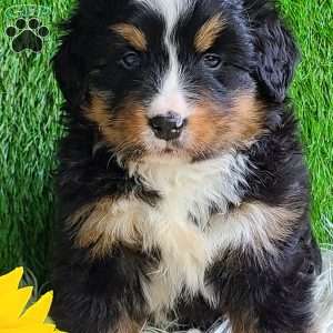 ROJA, Bernese Mountain Dog Puppy