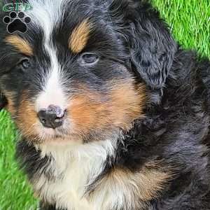 ROJA, Bernese Mountain Dog Puppy