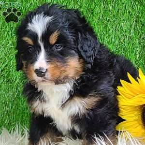 ROJA, Bernese Mountain Dog Puppy