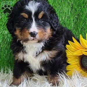 ROJA, Bernese Mountain Dog Puppy