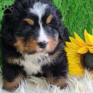 ROJA, Bernese Mountain Dog Puppy