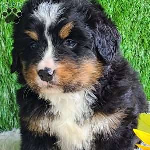 ROJA, Bernese Mountain Dog Puppy